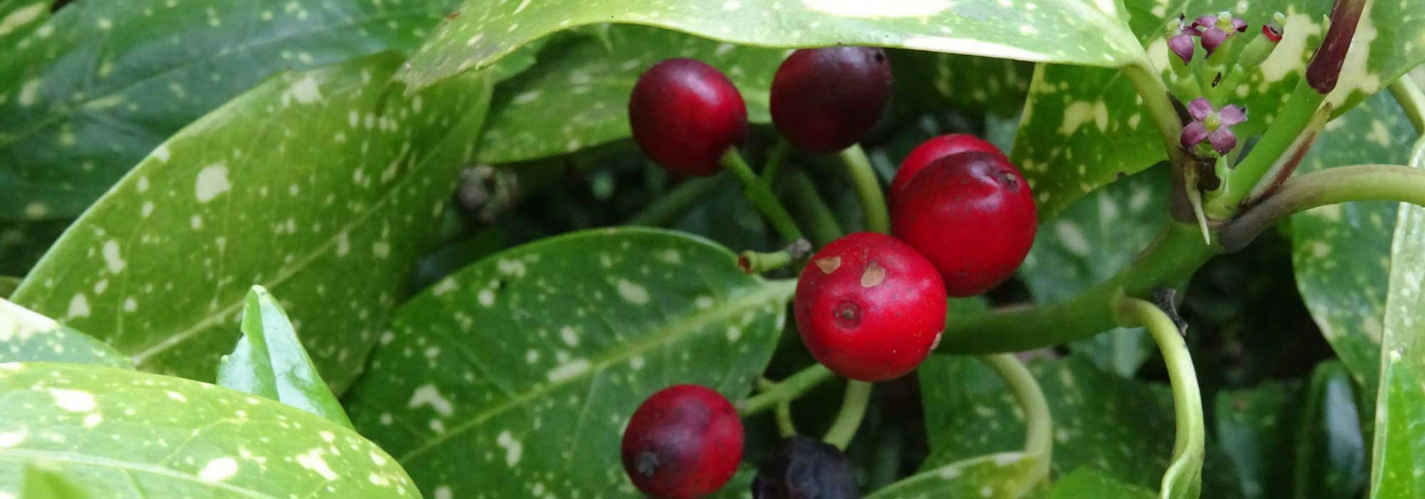 Aucuba: plantar, podar y cuidar