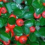 Cotoneaster: plantar, podar, mantener