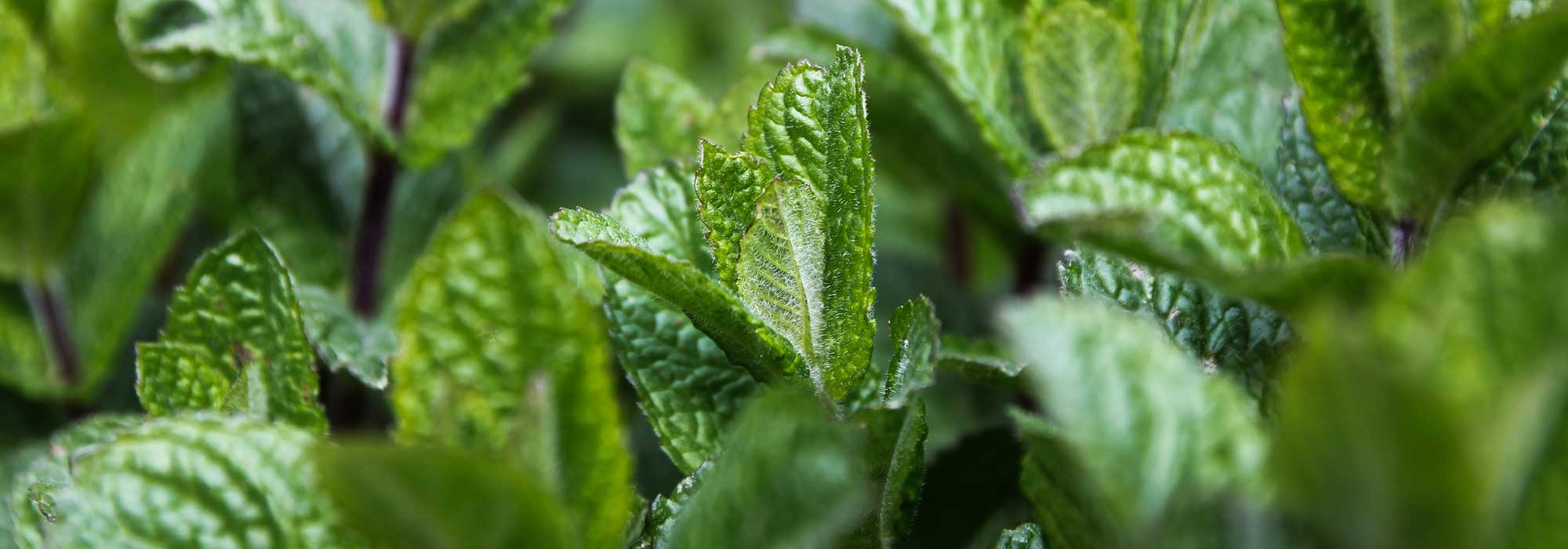 La menta: plantar, cultivar, esquejar