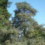 Cinco grandes coníferas, para un jardín con carácter