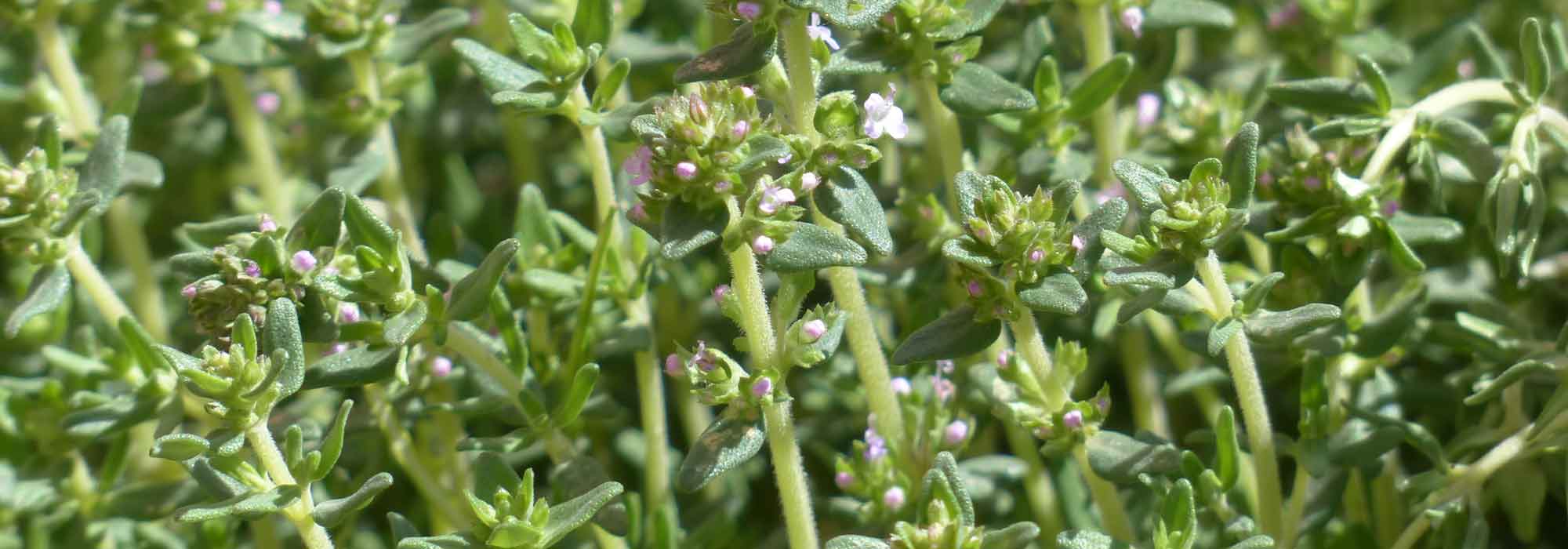 El tomillo: cultivar, plantar, podar