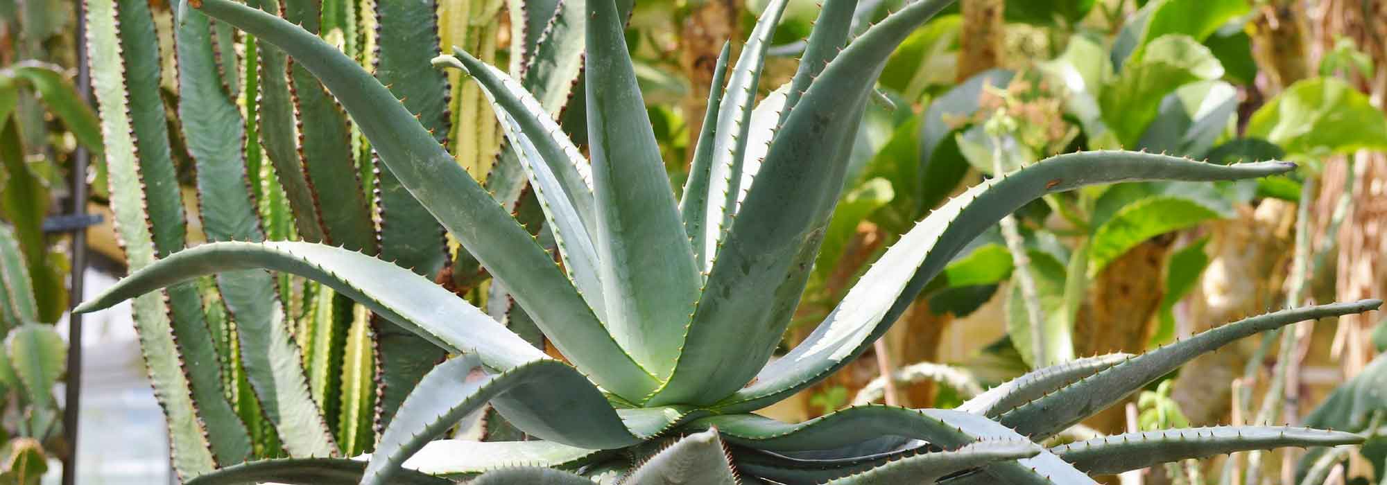 Maguey: plantar, cultivar y cuidar