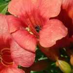 Trompeta trepadora: plantar, podar, esquejar