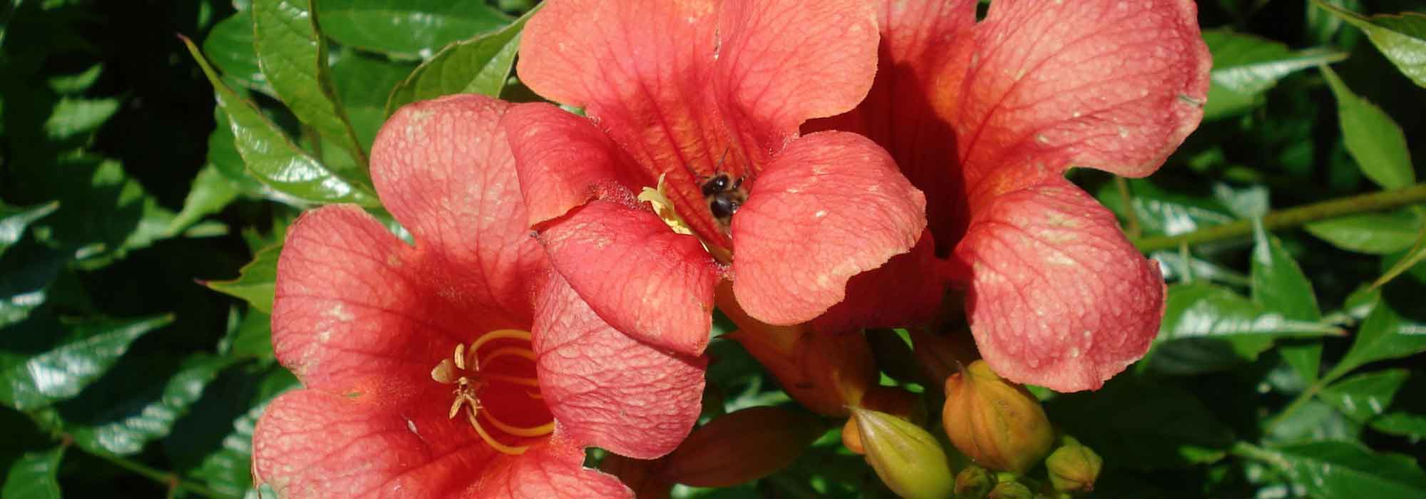 Trompeta trepadora: plantar, podar, esquejar