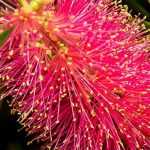 Callistemon, cepillo de botella: plantar, podar, cuidar