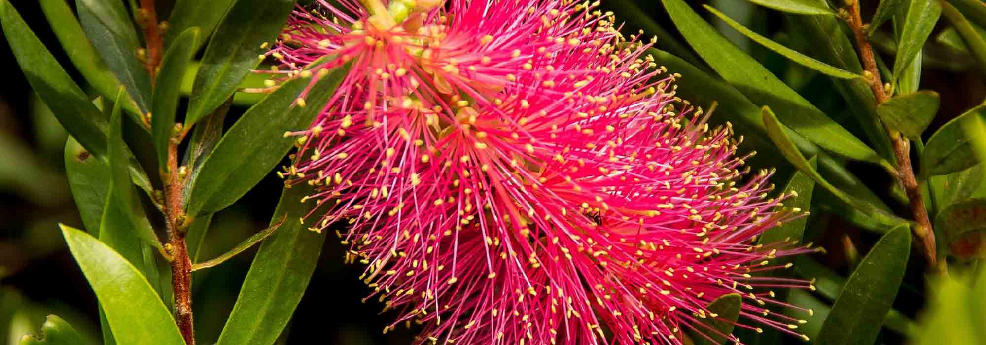 Callistemon, cepillo de botella: plantar, podar, cuidar