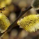 ¡Bonitos gatitos en los jardines, preludio de la primavera!