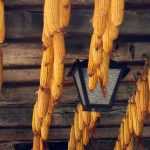 Cultura del maíz dulce: sembrar, plantar, cosechar.