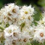 Spiraea, espirea: plantar, podar y mantener