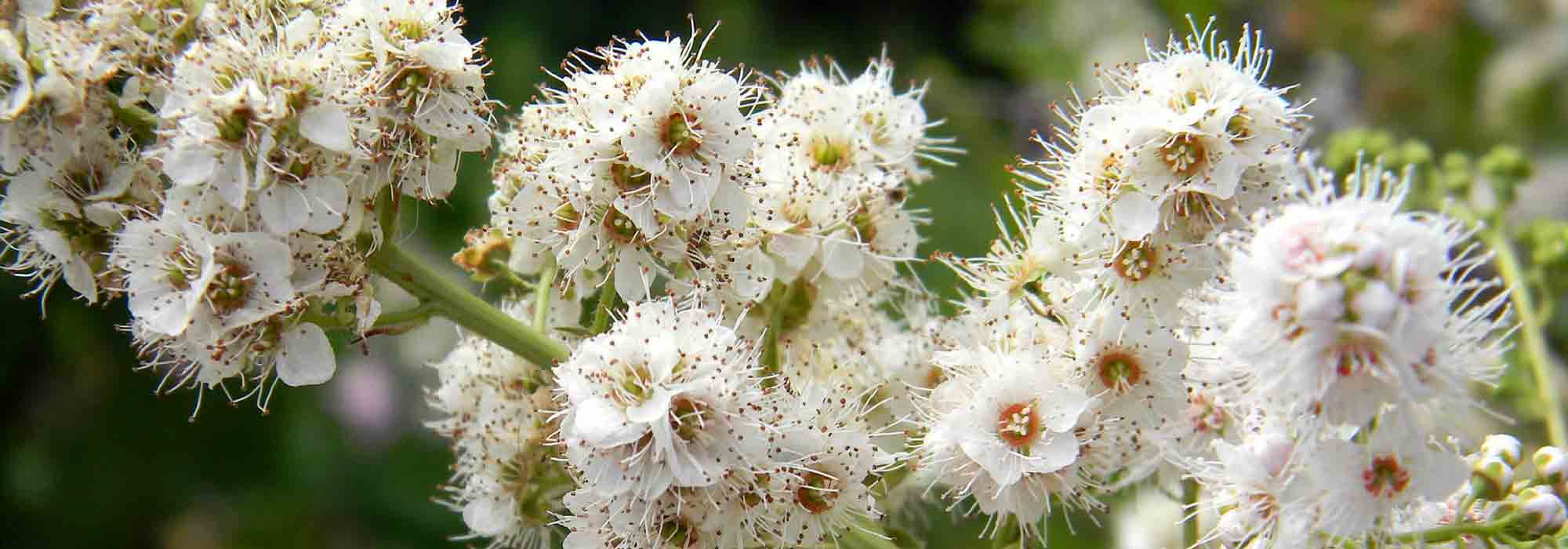 Spiraea, espirea: plantar, podar y mantener