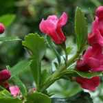 Escalonia: plantación, poda, cuidado