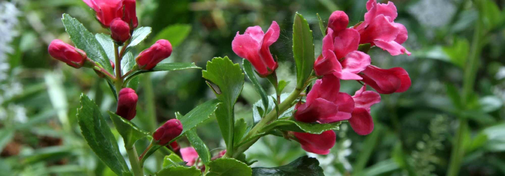 Cultivar una Escalonia en macetas