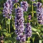 Agastache: plantar, cultivar y cuidar