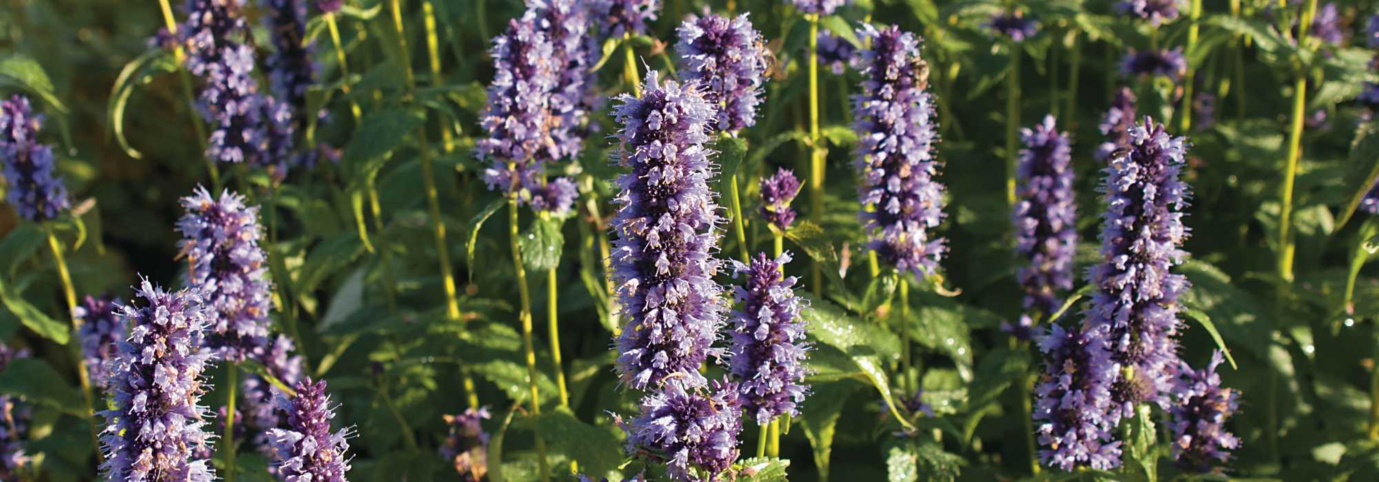 Agastache: plantar, cultivar y cuidar