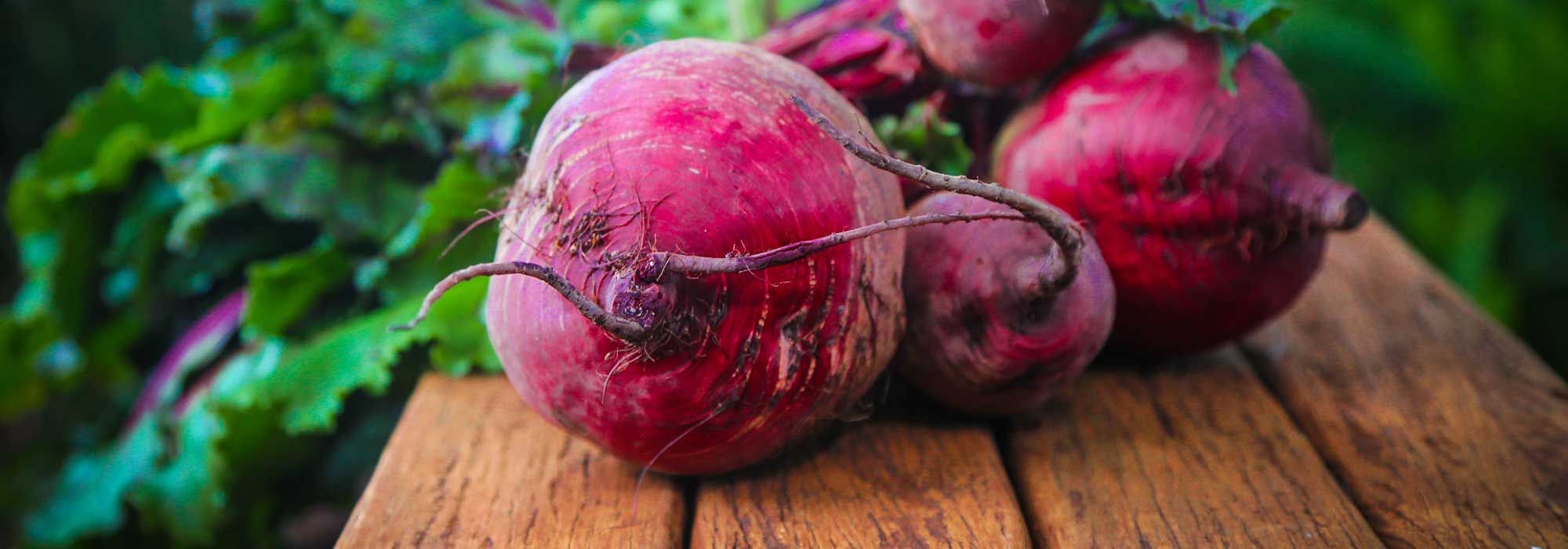 Remolacha: siembra, plantación, cultivo y cosecha.