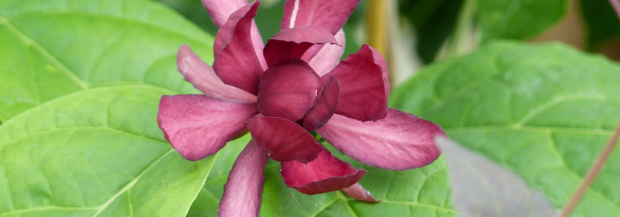 Calycanthus o Árbol de las anémonas: plantar, podar y cuidar