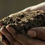 ¿Cómo elegir un buen sustrato para macetas?