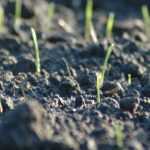 Falsa siembra, una técnica eficaz para reducir las malas hierbas.