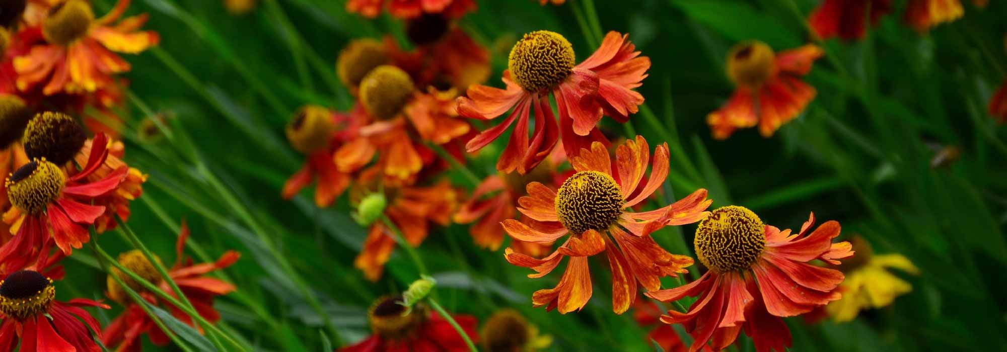 Helenium, Helenio: plantación, cultivo, cuidado