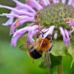 Bergamota silvestre: plantar, cultivar y cuidar