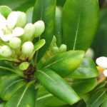 Pittosporum: plantar, cultivar y podar