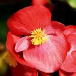 Las begonias de macizo: plantar, cultivar y cuidar