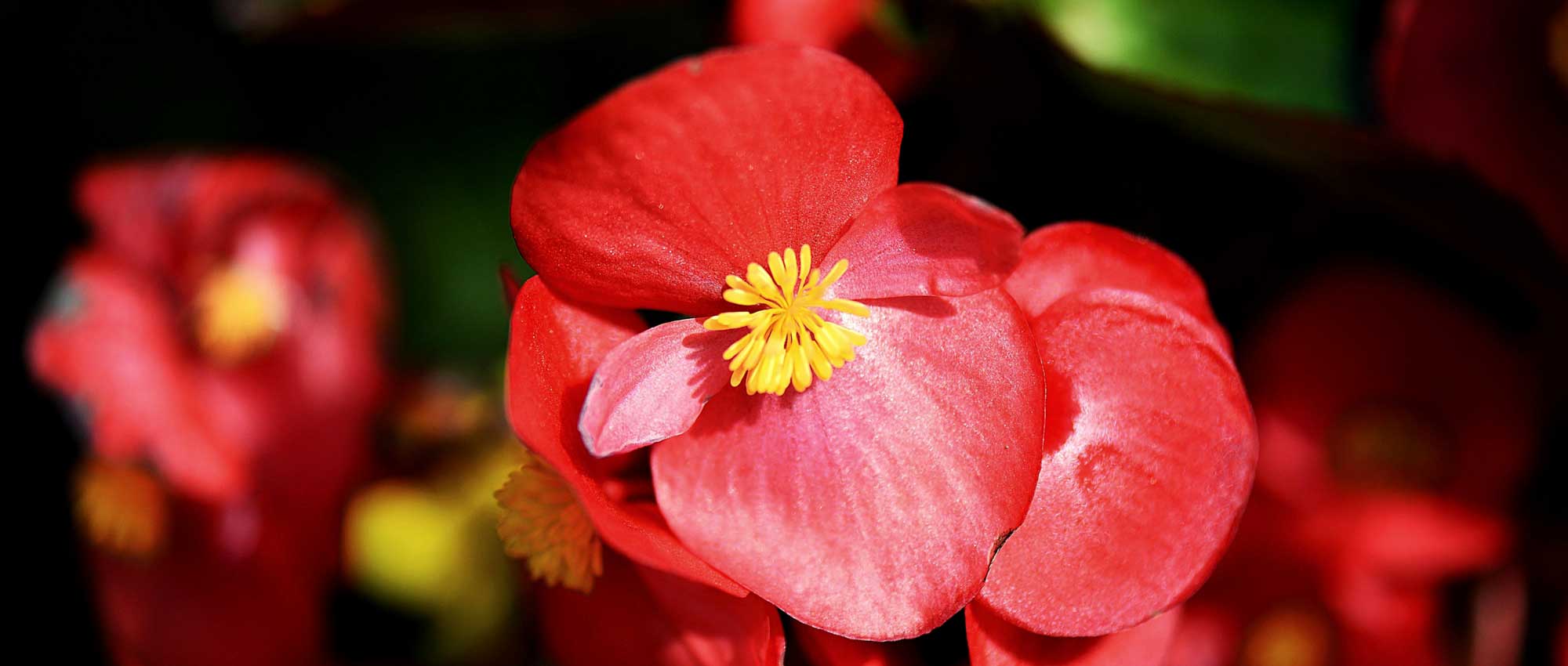 Las begonias de macizo: plantar, cultivar y cuidar
