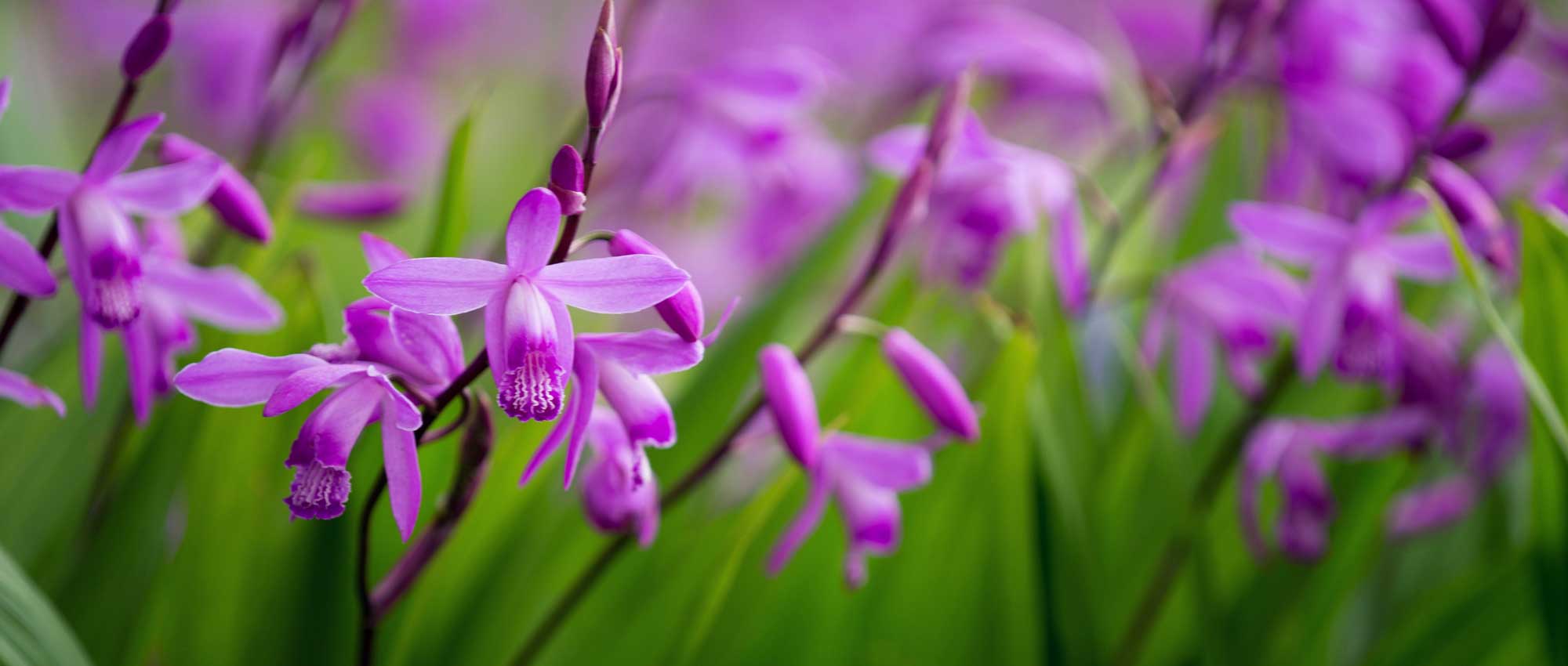 Bletilla, Bletilla: plantar, cultivar y cuidar