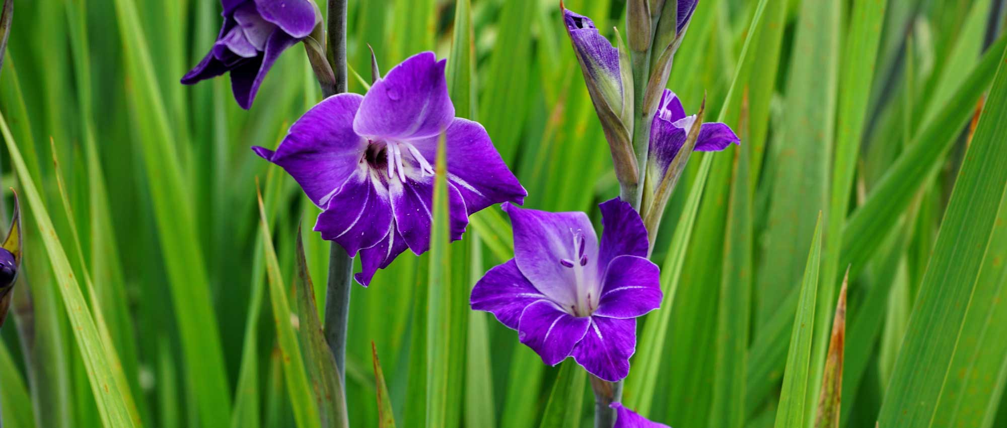 Gladiolos: plantar, cultivar y cuidar