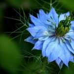 Arañuela: siembra, cultivo y cuidado