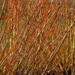 La cestería: el arte de tejer las plantas