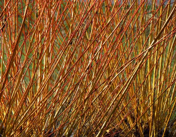 La cestería: el arte de tejer las plantas