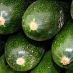 Calabacín: sembrar, plantar, cultivar en el huerto