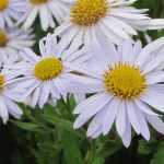 Aster japonés: plantar, cultivar y cuidar