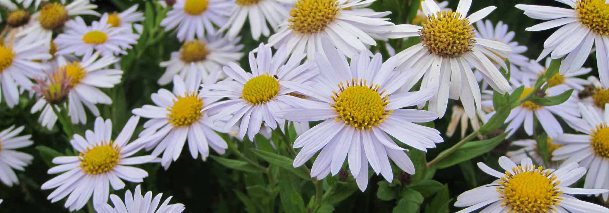 Aster japonés: plantar, cultivar y cuidar