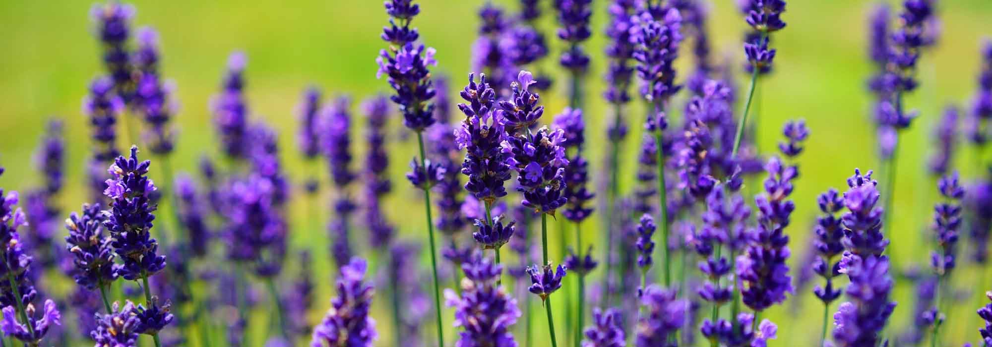 Podar una lavanda: ¿cuándo y cómo?