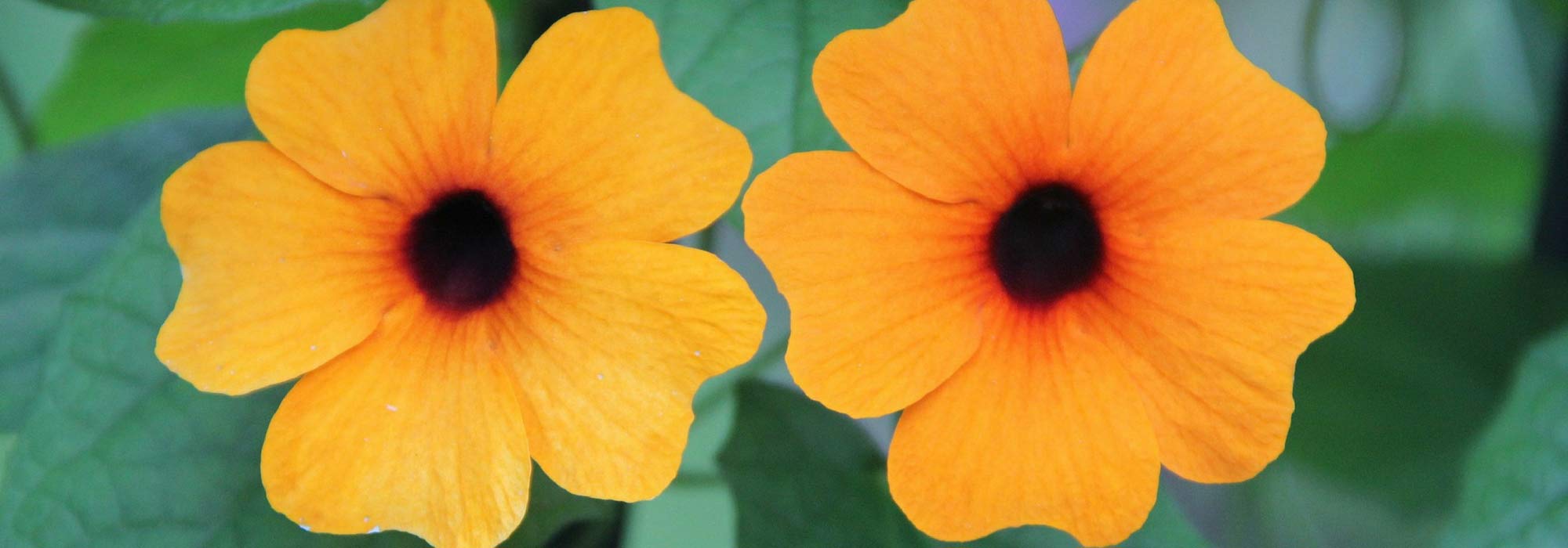 Susana de ojos negros: sembrar, plantar y mantener