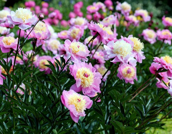 6 consejos para crear bonitos ramos de peonías