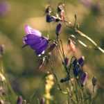 Las campanillas: plantación, cultivo y mantenimiento