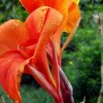 Canna: plantar, cultivar y cuidar