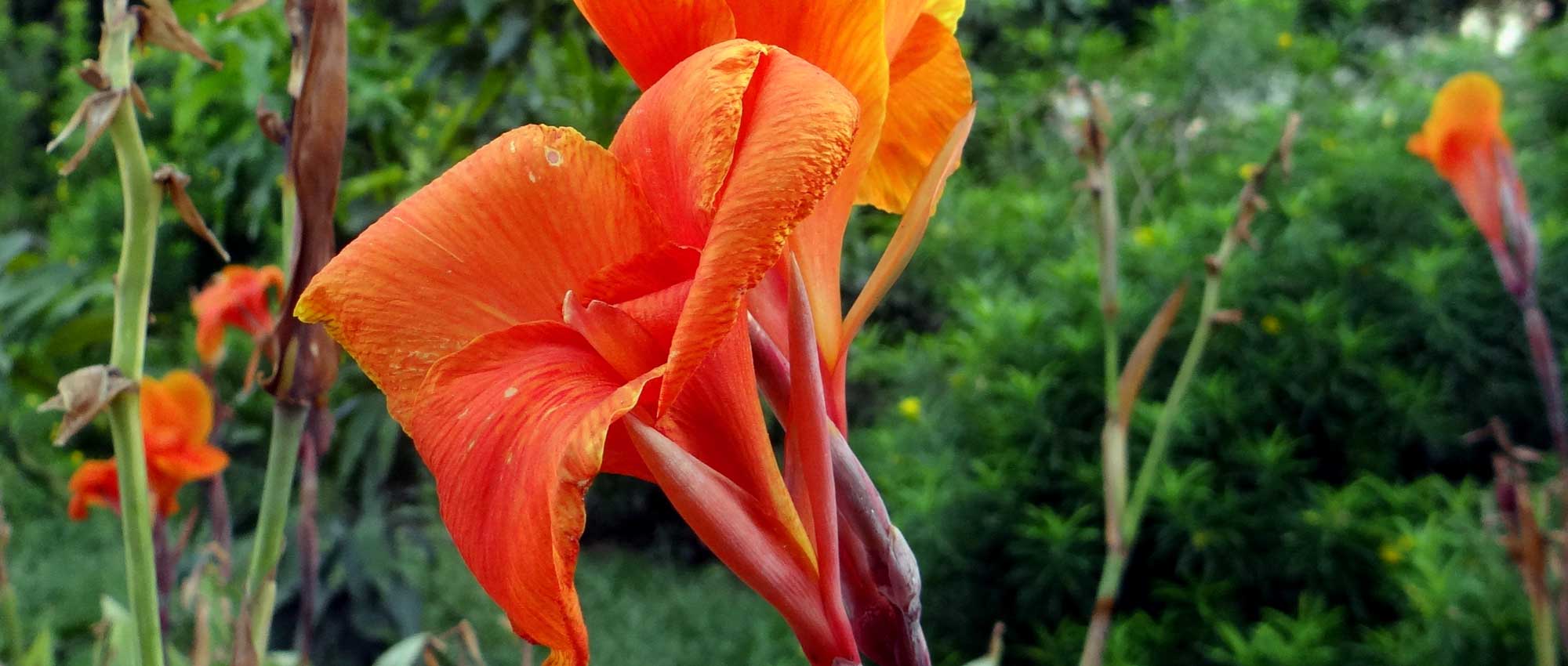 Canna: plantar, cultivar y cuidar