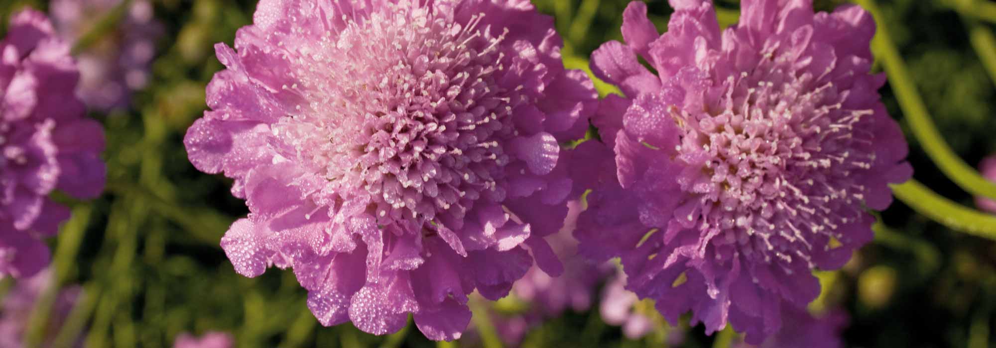 Escabiosa, Scabiosa: sembrar, plantar y cultivar