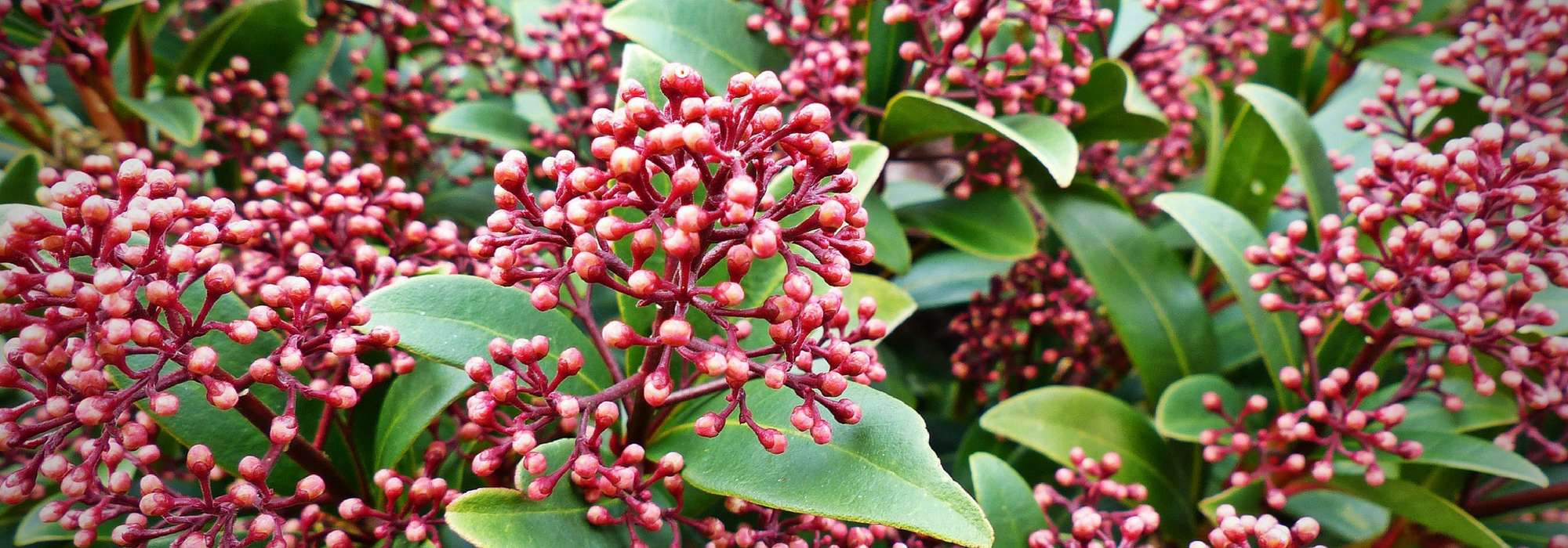 Skimmia: plantar, podar y cuidar