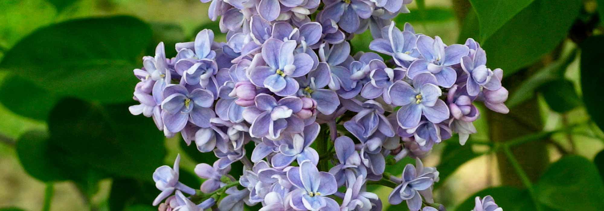 Lilas, Syringa: plantar, podar y mantener