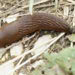 Babosas: 7 formas de combatirlas de forma eficaz y natural