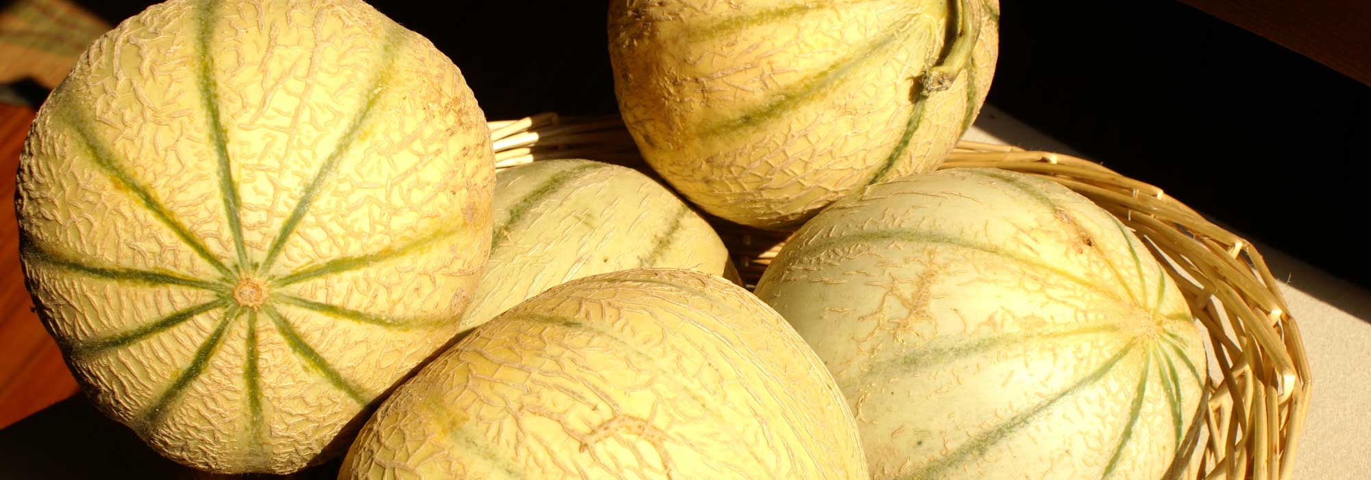 Melón: siembra, plantación, cultivo y poda