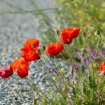 Avería de la cortadora de césped: la utilidad de dejar crecer la hierba