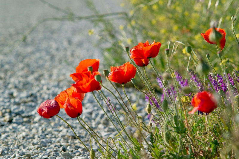 Avería de la cortadora de césped: la utilidad de dejar crecer la hierba