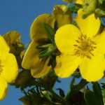 Potentilla: plantar, cuidar, podar