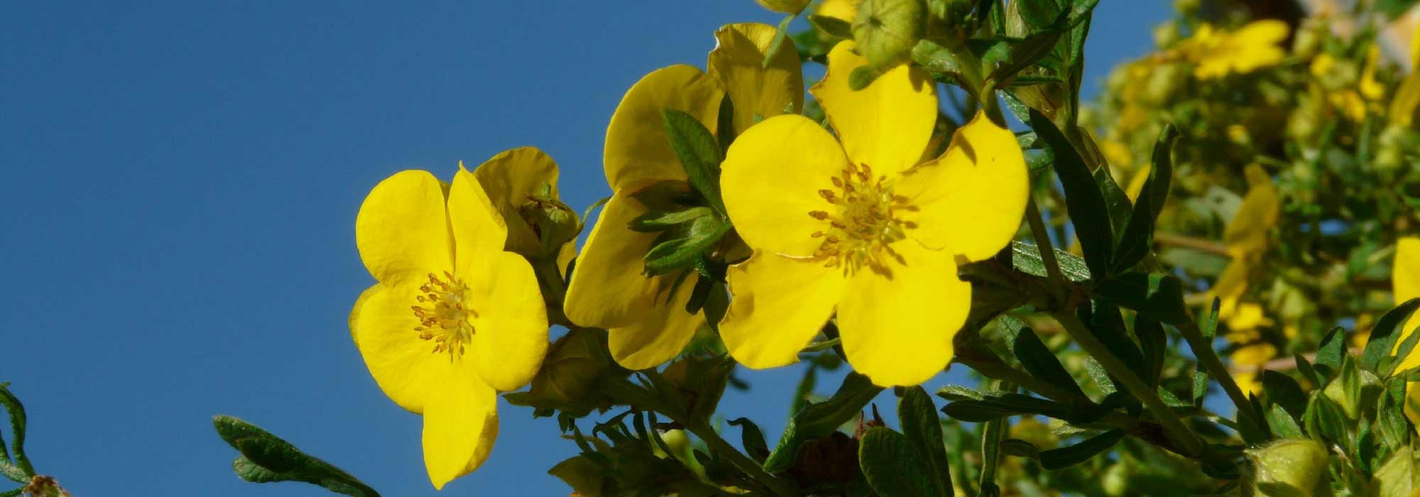 Potentilla: plantar, cuidar, podar